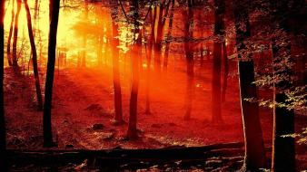 Landscapes nature dawn forest wallpaper