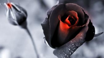 Nature black flowers roses color isolation wallpaper