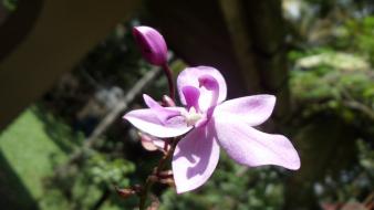 Nature flowers orchids wallpaper