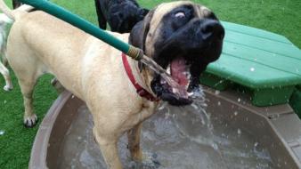 Water animals grass dogs funny lawn drinking wallpaper