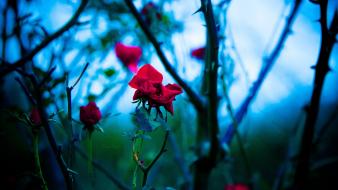 Depth of field roses branches red thorns wallpaper