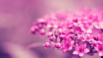 Flowers pink ea blurred background