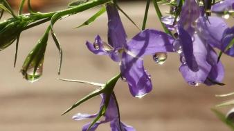Flowers water drops wallpaper