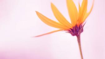 Flowers windows 8 wallpaper