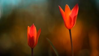 Flowers windows 8 wallpaper
