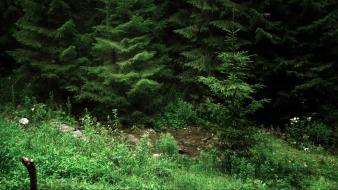 Grass romania lonely streams relaxing pine trees wallpaper