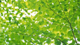 Green nature leaves wallpaper