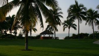 Landscapes nature palm trees wallpaper