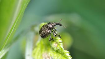 Nature animals insects leaves plants beetles macro wallpaper