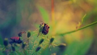 Nature animals plants macro wallpaper
