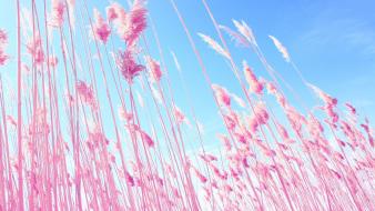 Nature beach pink grass skyscapes low-angle shot wallpaper