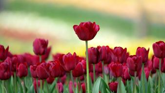 Nature flowers roses wallpaper