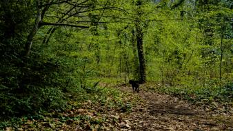 Nature forest greece macedonia wallpaper