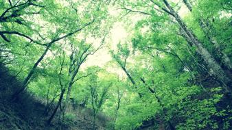 Nature trees forest point of view wallpaper