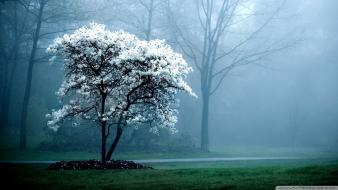 Nature trees white magnolia wallpaper