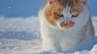 Snow cats animals green eyes wallpaper