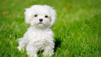 White puppy wallpaper