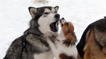 Android dogs wallpaper
