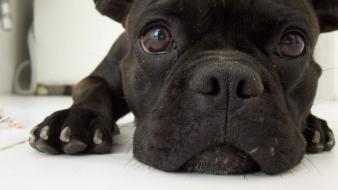 Animals dogs faces wallpaper