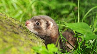 Animals ferret mammals baby wallpaper