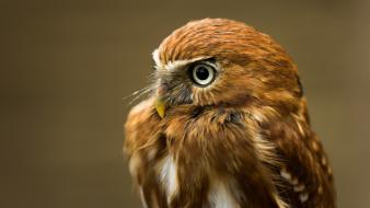 Birds animals owls wallpaper