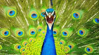 Birds national geographic peacocks wallpaper