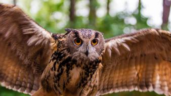 Birds owls wallpaper