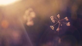 Flowers books wallpaper
