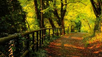 Green nature grass walking way wallpaper