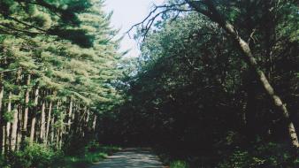 Landscapes nature trees forest roads wallpaper