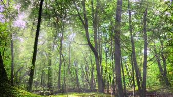 Landscapes nature trees forest wallpaper