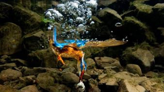 Nature animals national geographic wallpaper