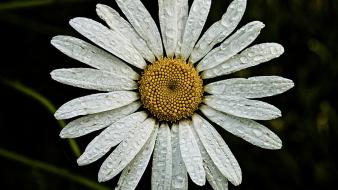Nature animals national geographic wallpaper