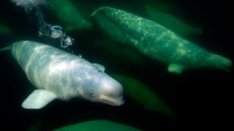 Nature animals national geographic wallpaper