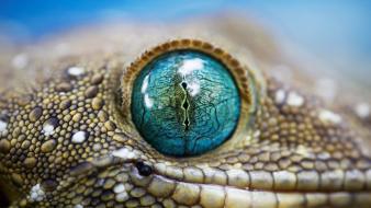 Nature animals national geographic wallpaper