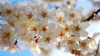 Nature cherry blossoms wallpaper