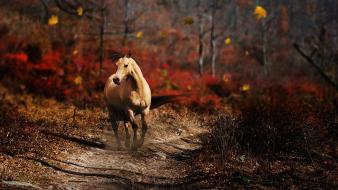 Nature horses wallpaper