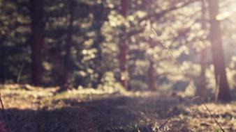 Nature minimalistic trees wallpaper