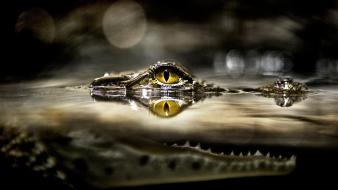Nature national geographic bokeh alligators reptiles wallpaper