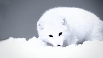 Nature snow animals arctic fox foxes wallpaper