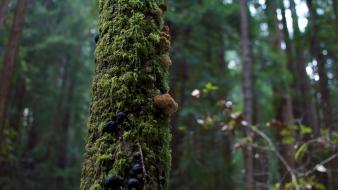 Nature trees forest mushrooms moss wallpaper