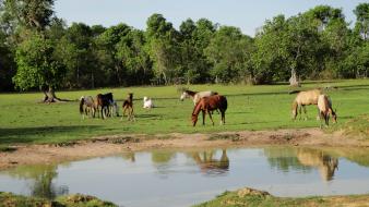 Nature trees grass horses lakes 2009 pantanal, brazil wallpaper