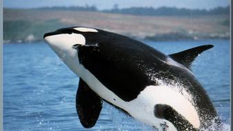 Ocean jumping killer whales sea wallpaper