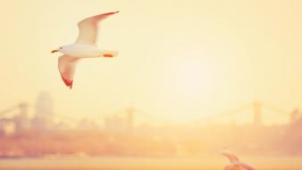 Sunset birds wallpaper
