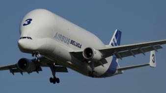 Airbus beluga wallpaper