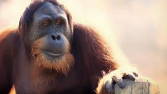 Animals monkeys wallpaper