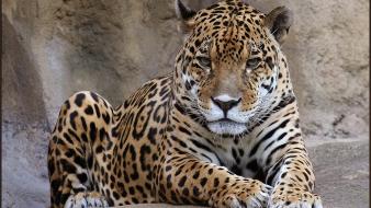 Animals wallpaper