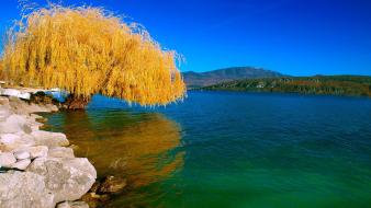 Autumn (season) willow wallpaper