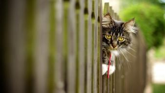 Cats animals wallpaper