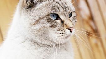 Cats blue eyes animals wallpaper